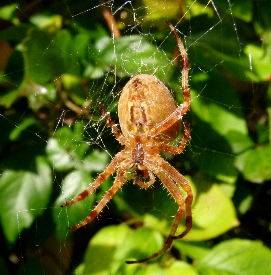 Cross spider crowned orb weaver spider