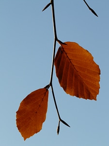 Both beech fagus sylvatica