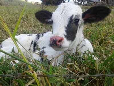 Puppy veal cow