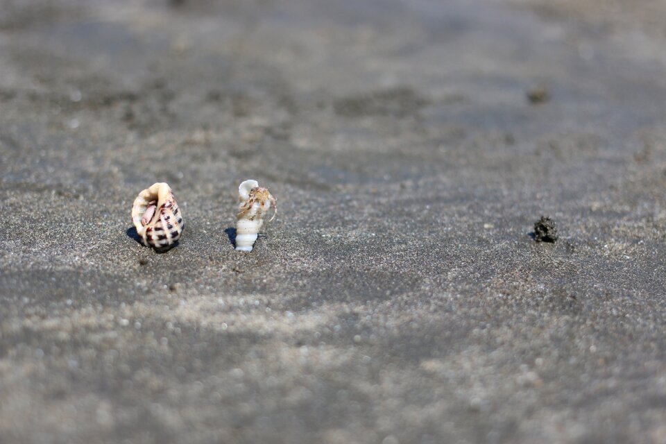 Hermit crab summer sunny days
