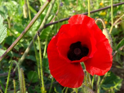 Poppy flower red
