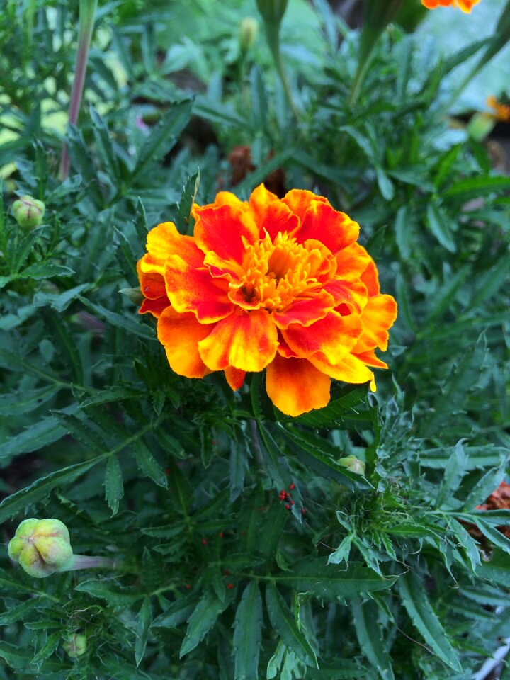Plant blossom botanical