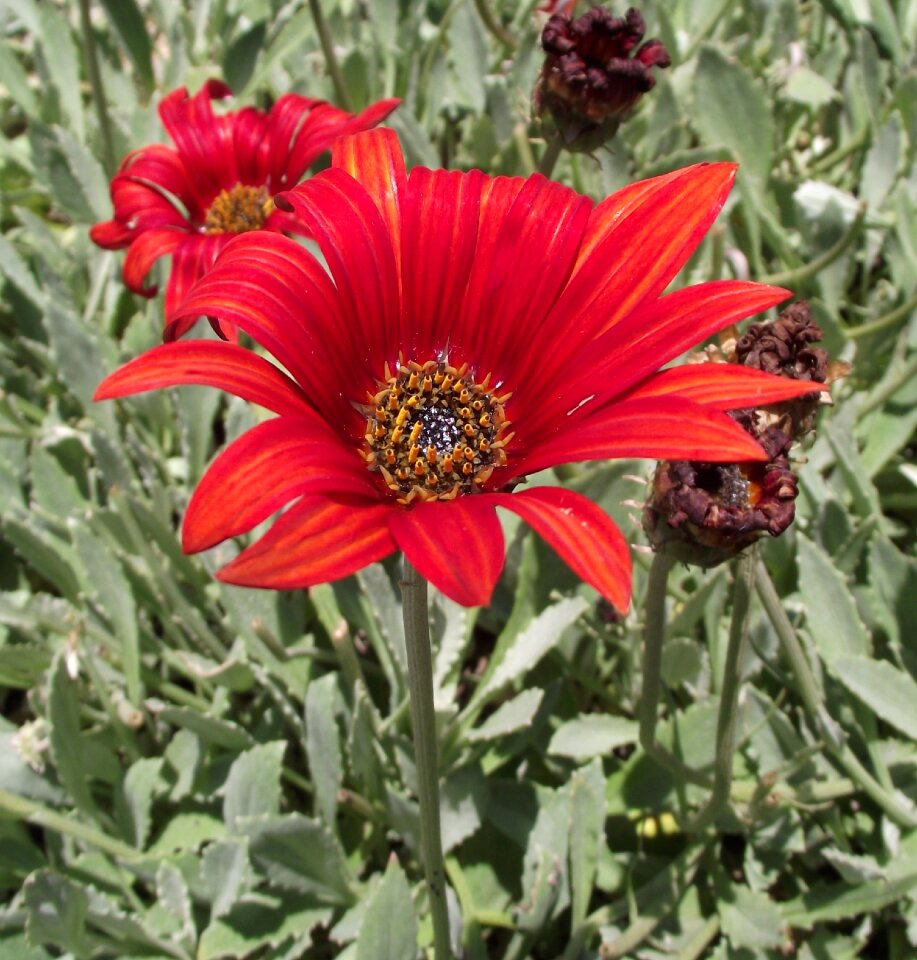 Orange african daisy