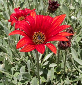 Orange african daisy
