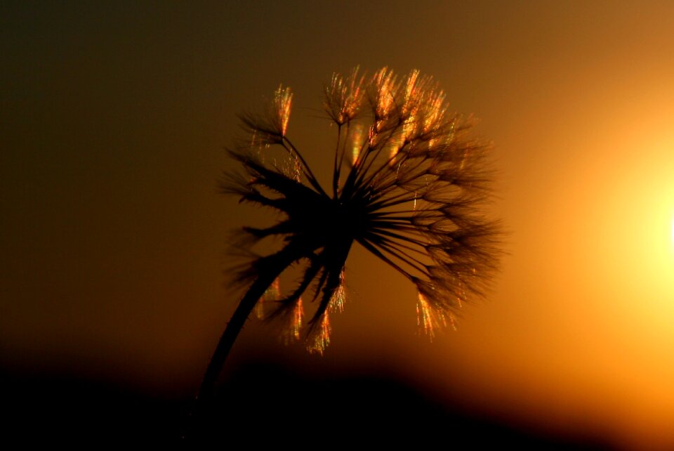 Sun shine silhouette photo