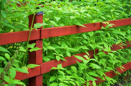 Wooden plank green