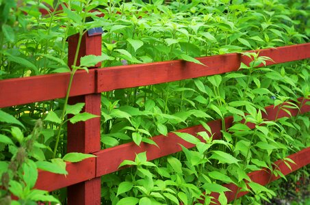 Wooden plank green photo