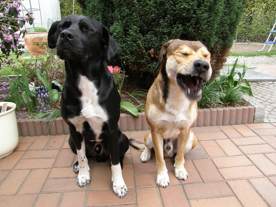 Animals dogs animal