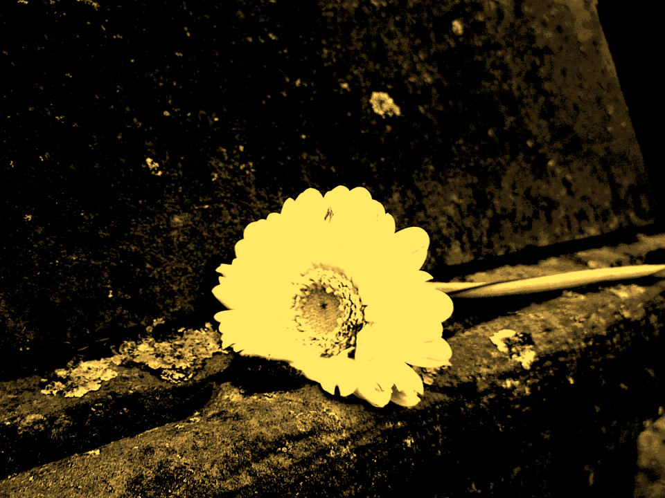 Blossom bloom plant