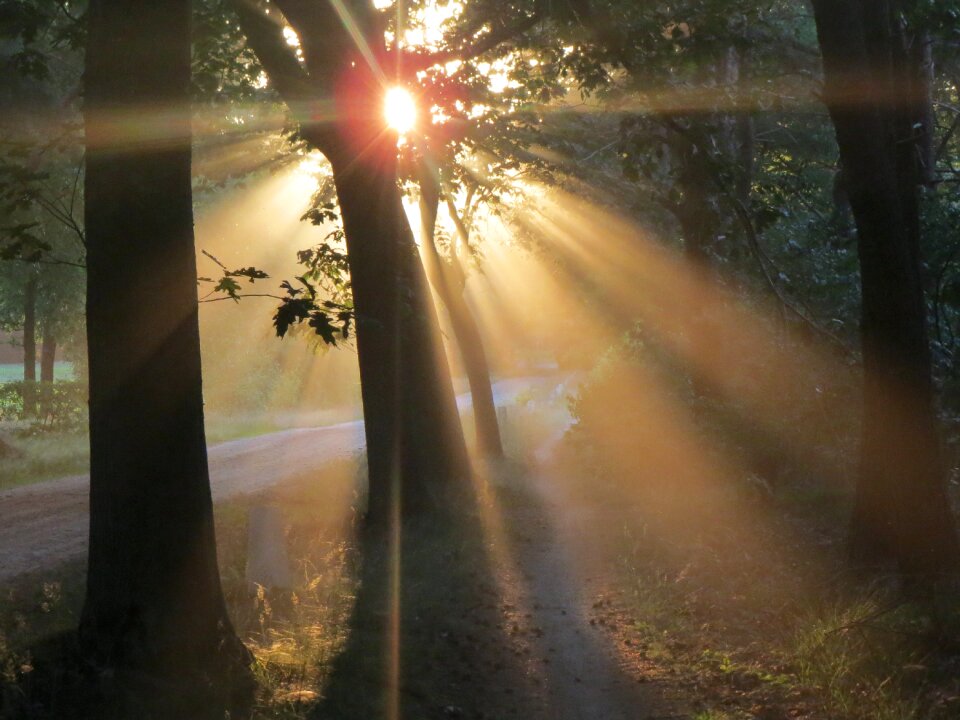Evening sun trees