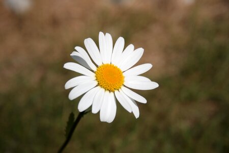 Bloom nature white