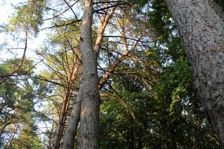 Outdoors forest pine photo
