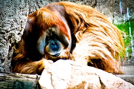 Orang-utan primate animal portrait photo