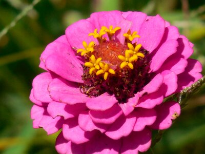 Floral bright botanical photo