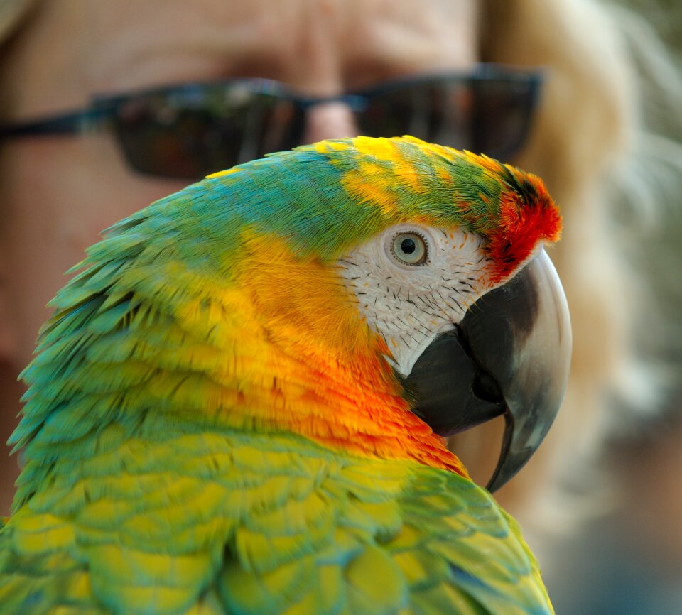 Bird animal colorful photo