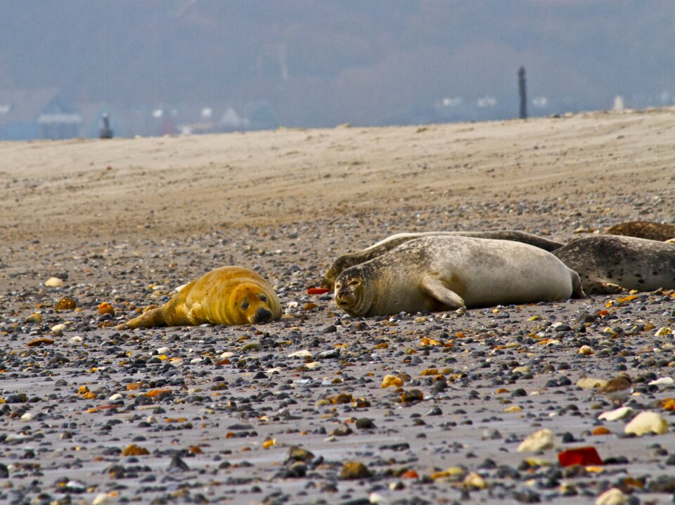 Wildlife mammal dune