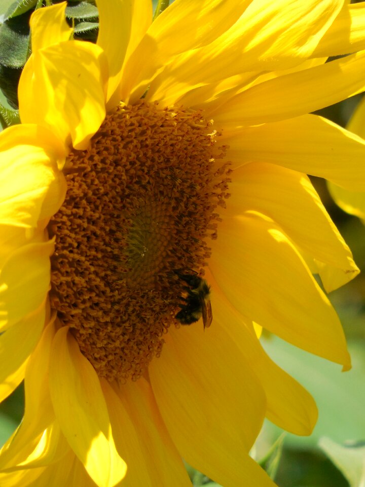 Healthy organic nature