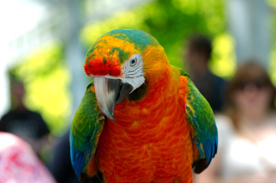 Bird animal colorful photo