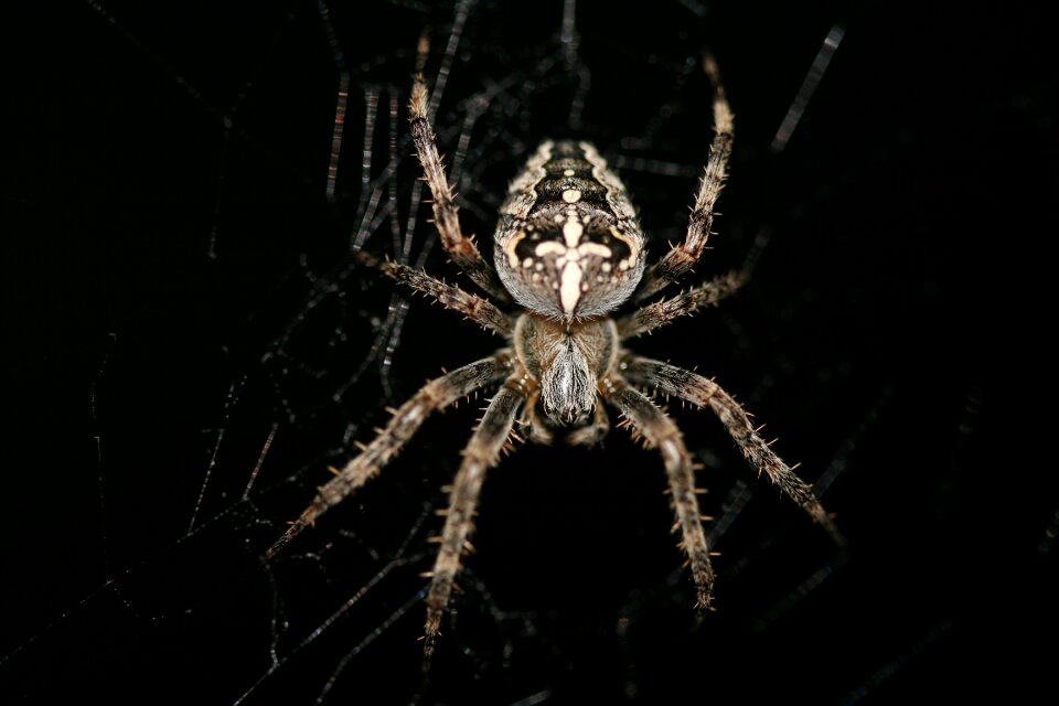Diadem spider crowned orb weaver spider