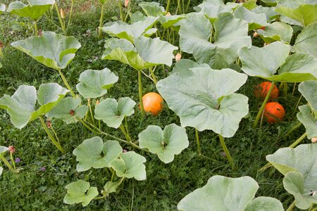 Garden orange green