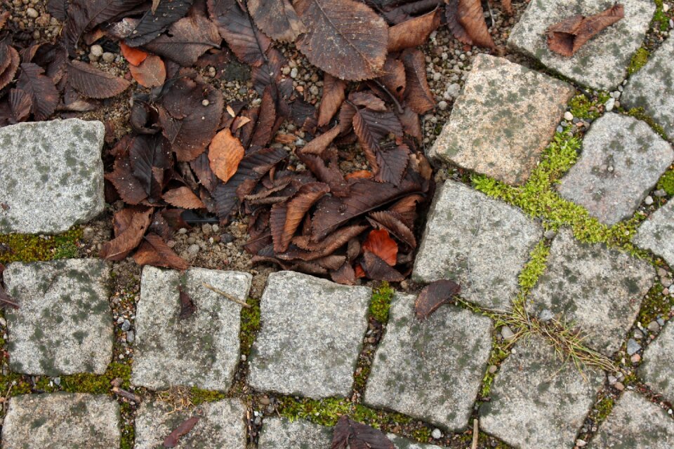 Autumn park leaf