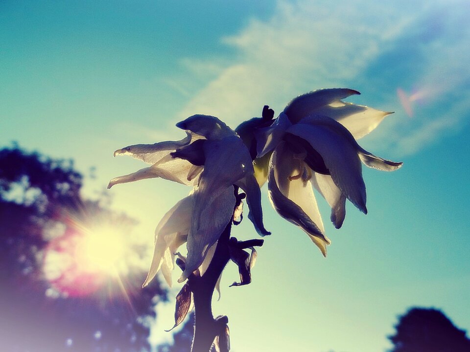 Bill plant sky