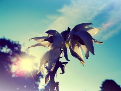 Bill plant sky