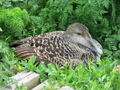 Beak waterfowl nesting