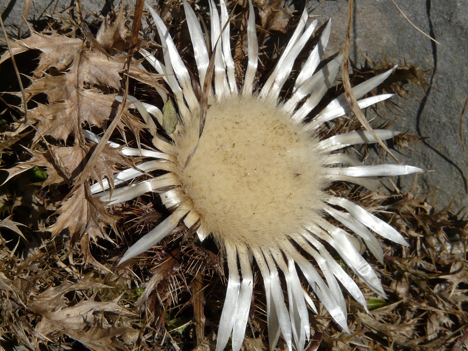 Blossom bloom plant