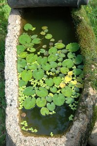 Landscape leaf water