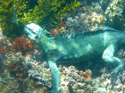 Reptile iguana lizard photo