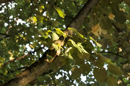 Sun photosynthesis light and shadow photo