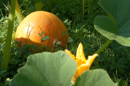 Garden orange yellow