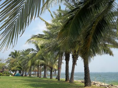 River sky coconut trees