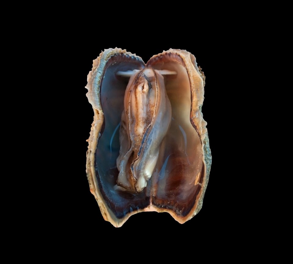 Mollusc clam mussel