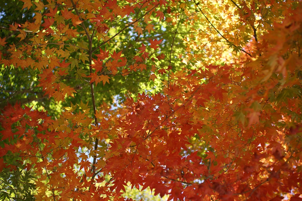 Autumn red colorful