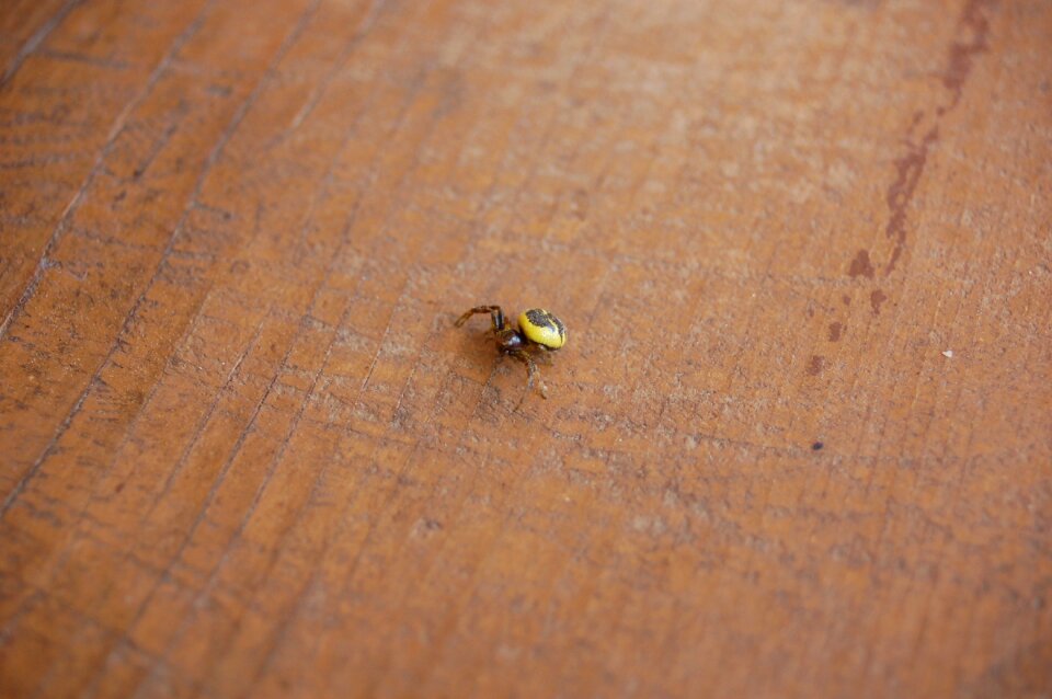 Bug animal thomisidae