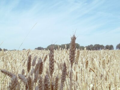 Ear cereals wheat