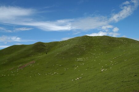 The flock views grassland