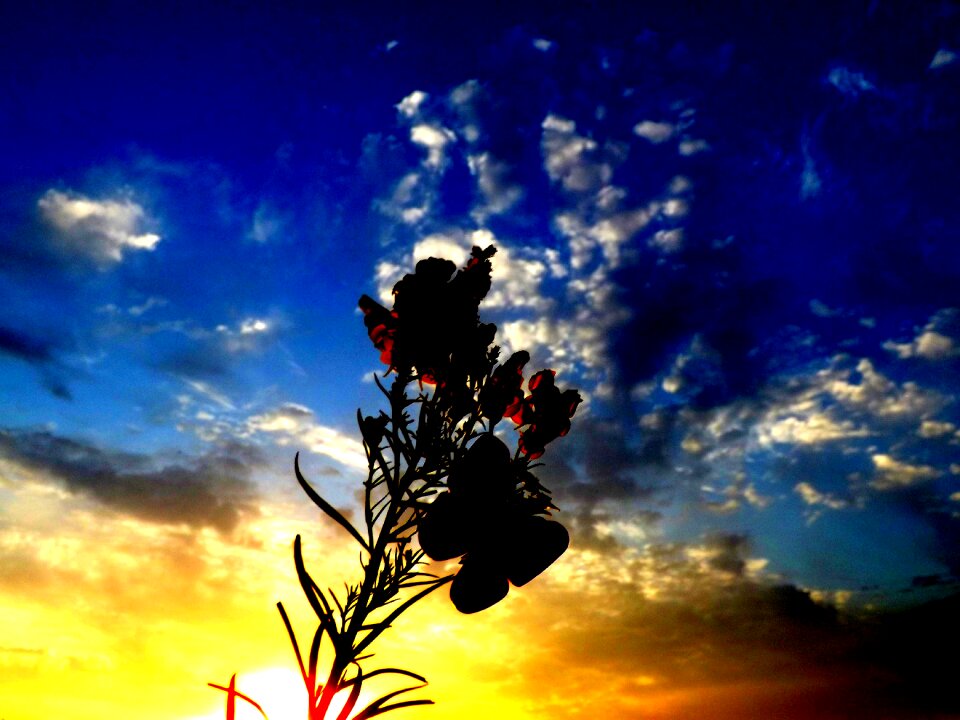 Sky red silhouette