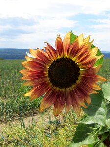 Plant landscape nature