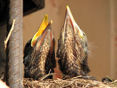 Babys chicks nest photo