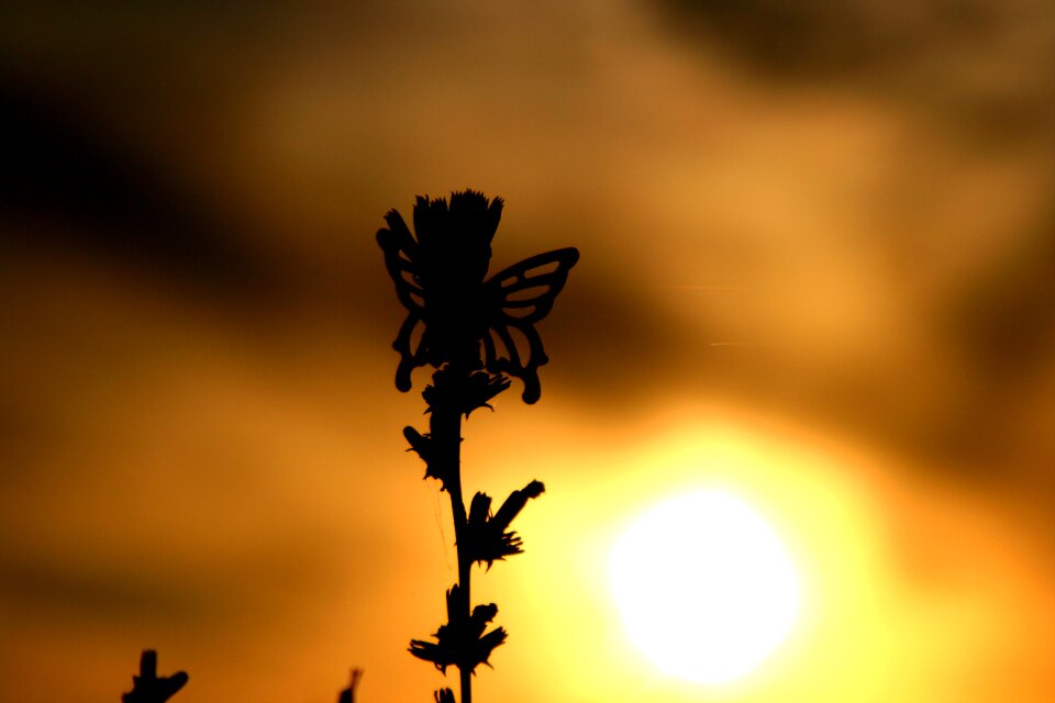 Sky red silhouette