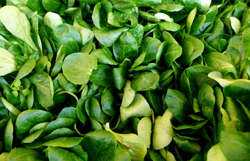 Lamb's lettuce mâche fetticus