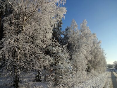 Frost biel frosty