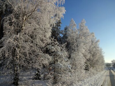 Frost biel frosty photo