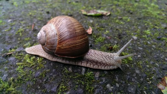 Snail shell nature