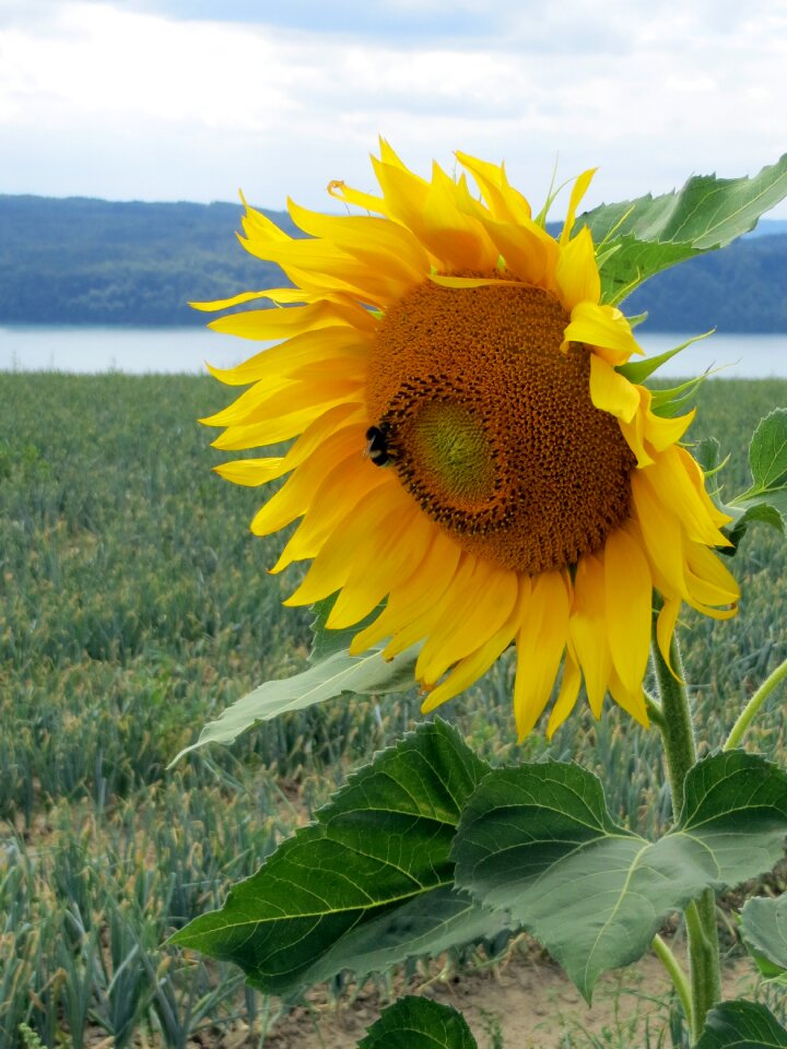 Plant landscape nature