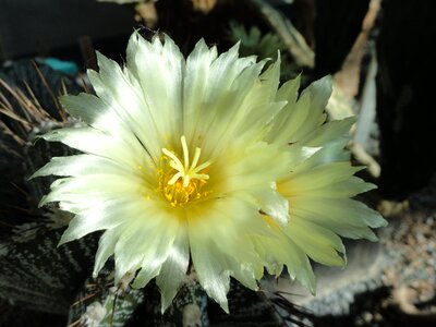 Cap cactus botanical