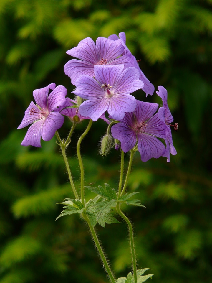 Blossom bloom plant photo